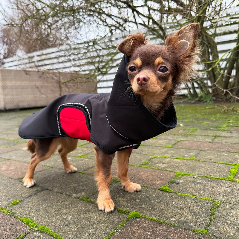 Two-colored Chihuahua in a black modular dog raincoat with a removable red belly wrap stands on a paved surface.
